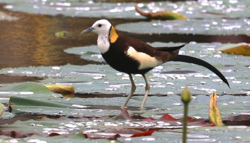Bird Watching in Kathmandu Valley