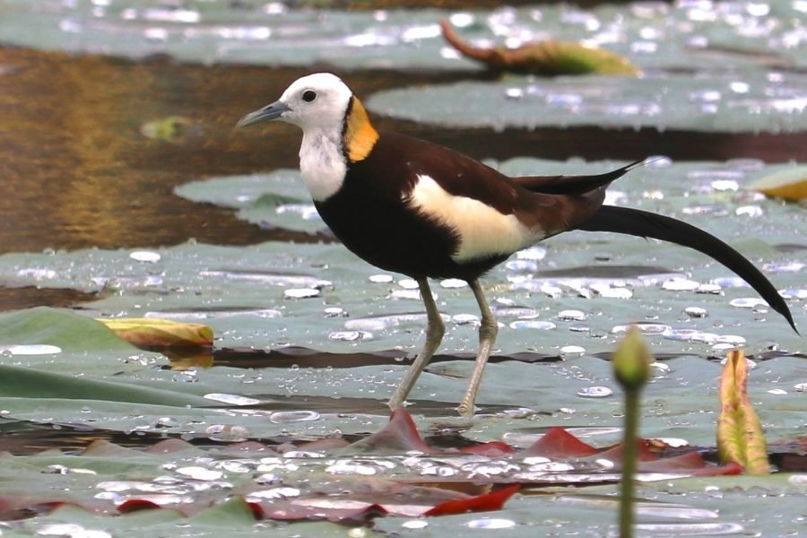 Bird Watching in Kathmandu Valley