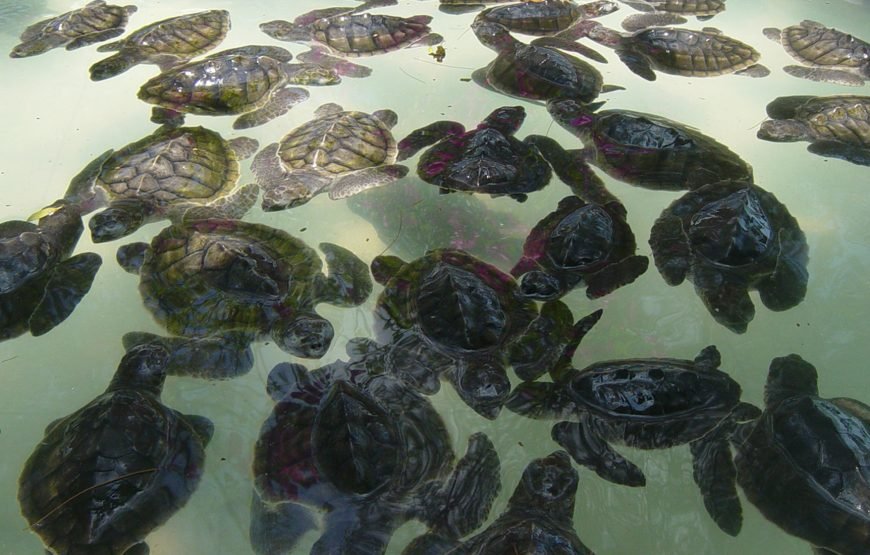 Nusa Dua: Turtle Conservation At Turtle Island