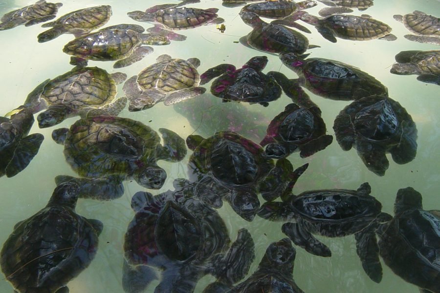 Nusa Dua: Turtle Conservation At Turtle Island