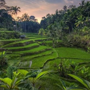 ceking rice terraces