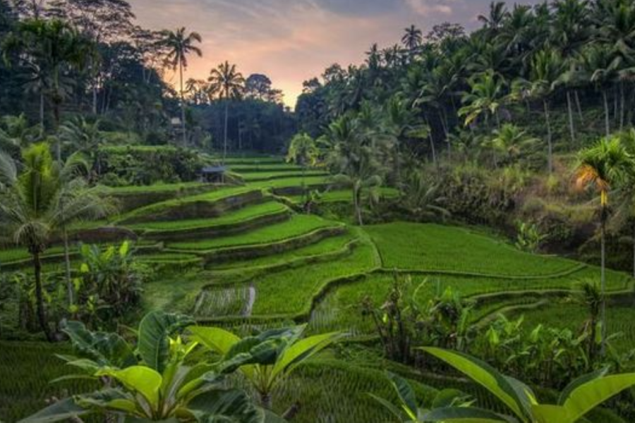 ceking rice terraces