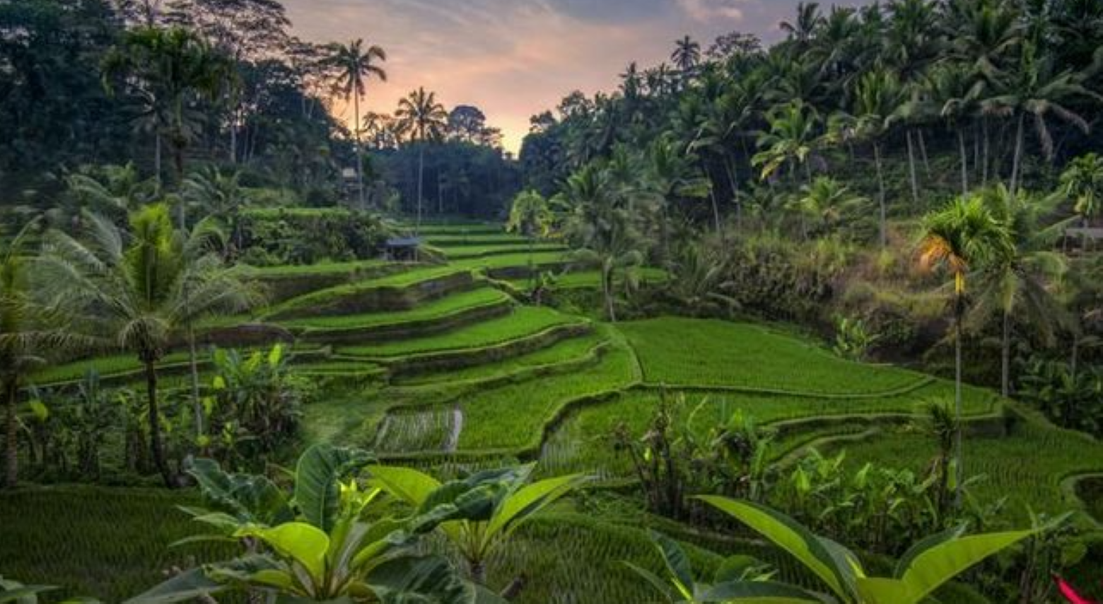 trekking on rice terraces