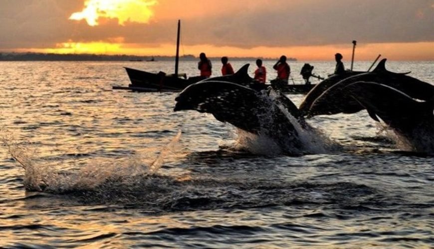 Lovina: Swim With Dolphins In Their Habitat