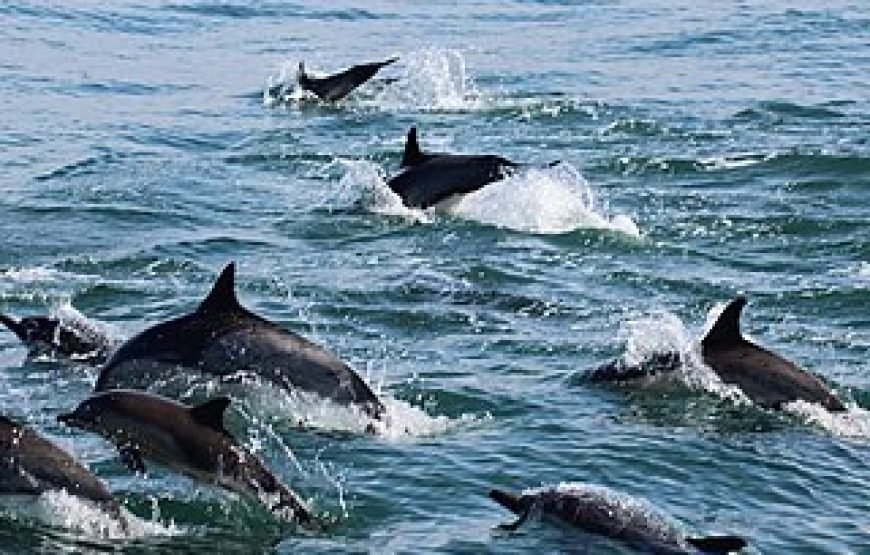 Lovina: Swim With Dolphins In Their Habitat