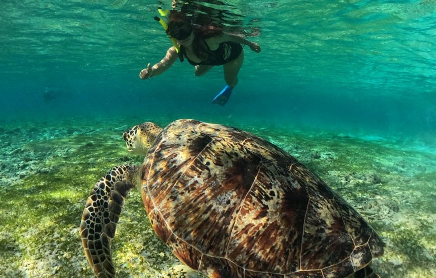 Snorkeling Trip 3 Gili island