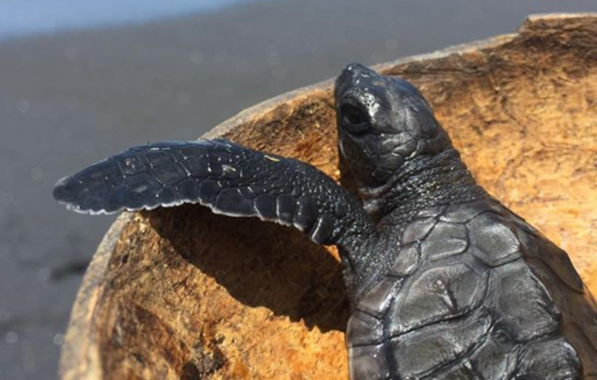 Ubud: Turtle Conservation Tour with Balinese Lunch