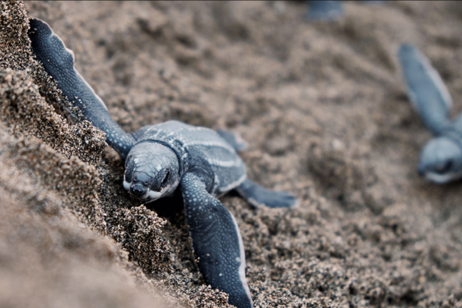 Ubud: Turtle Conservation Tour with Balinese Lunch