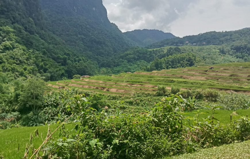 Hiking Through Hoang Su Phi’s Most Breathtaking Rice Terraces 8 Days