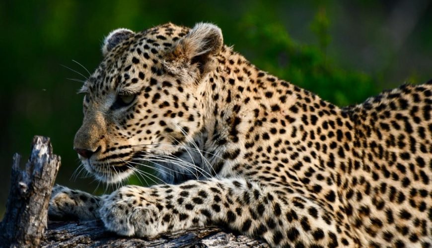 Okavango Delta And Beyond