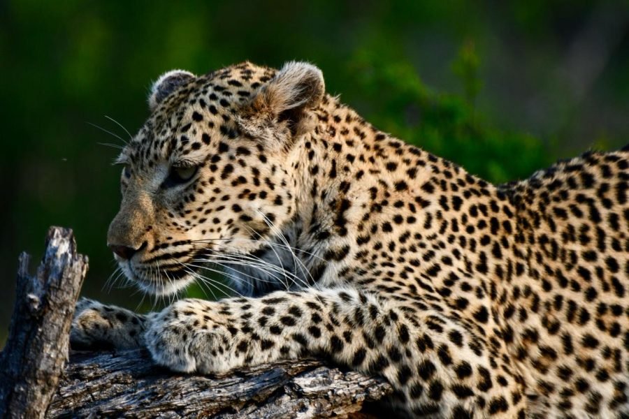 Okavango Delta And Beyond