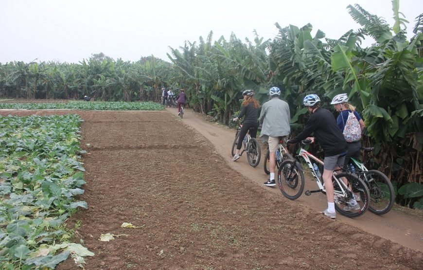 Hanoi Afternoon Bicycle Tour