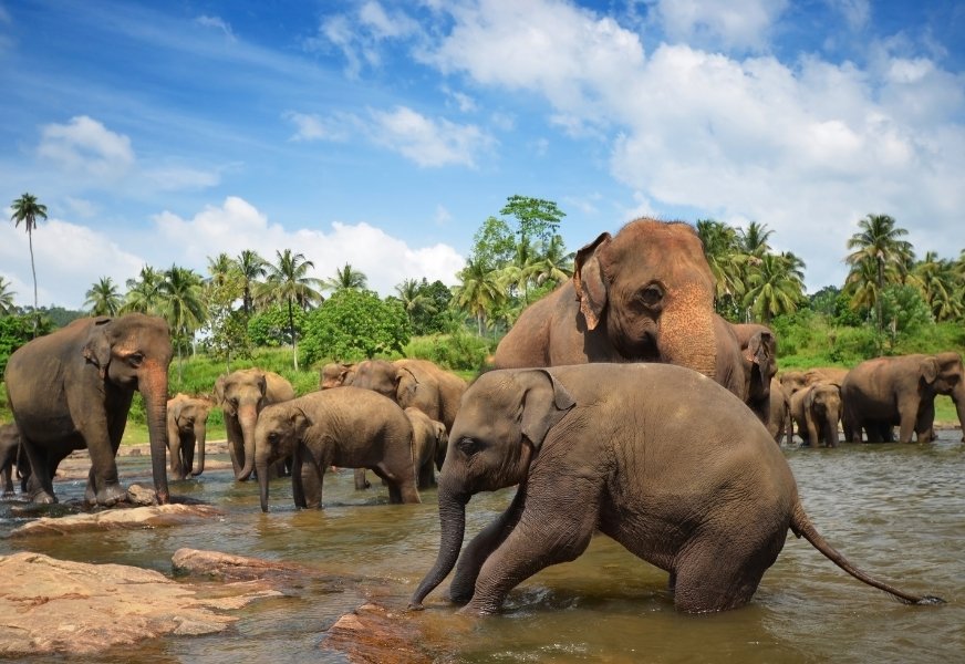 Visit Elephant Orphanage