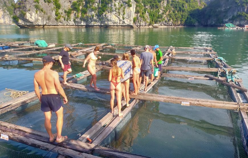 Cat Ba Island: Full-day Cruise to Lan Ha bay and Ha Long Bay