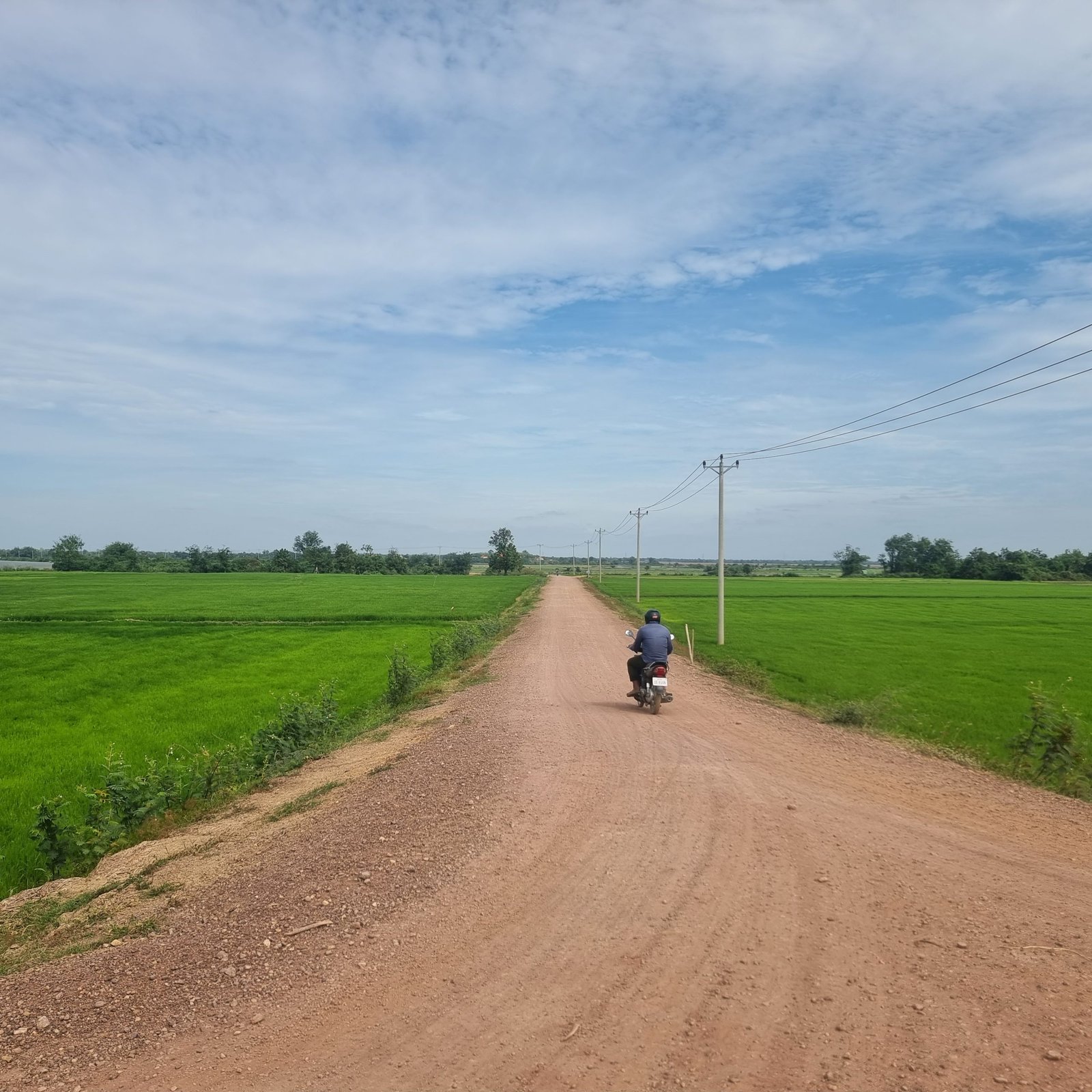 Green Rice and Corn Fields with Irrigation Lake and Palm Tree near Kratie Town