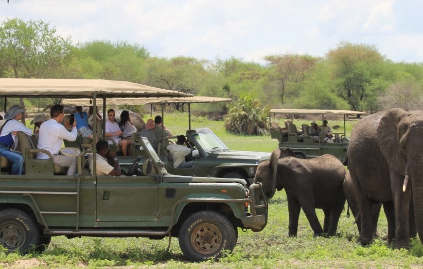 1 day – Selous Game Reserve / Nyerere National Park