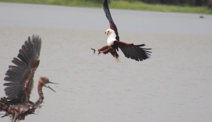 1 day – Selous Game Reserve / Nyerere National Park