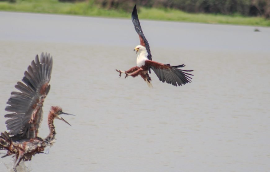 2-Day Private Bird Watching Safari Nyerere National Park