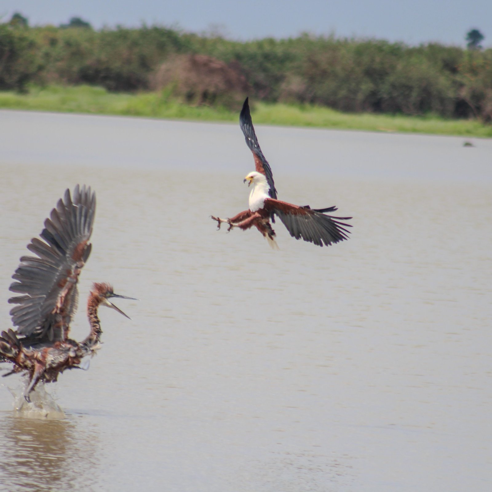 Fullday boat safari and flying back Zanzibar 