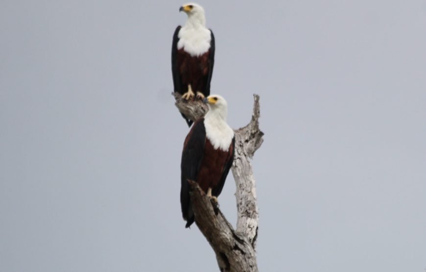 2-Day Private Bird Watching Safari Nyerere National Park