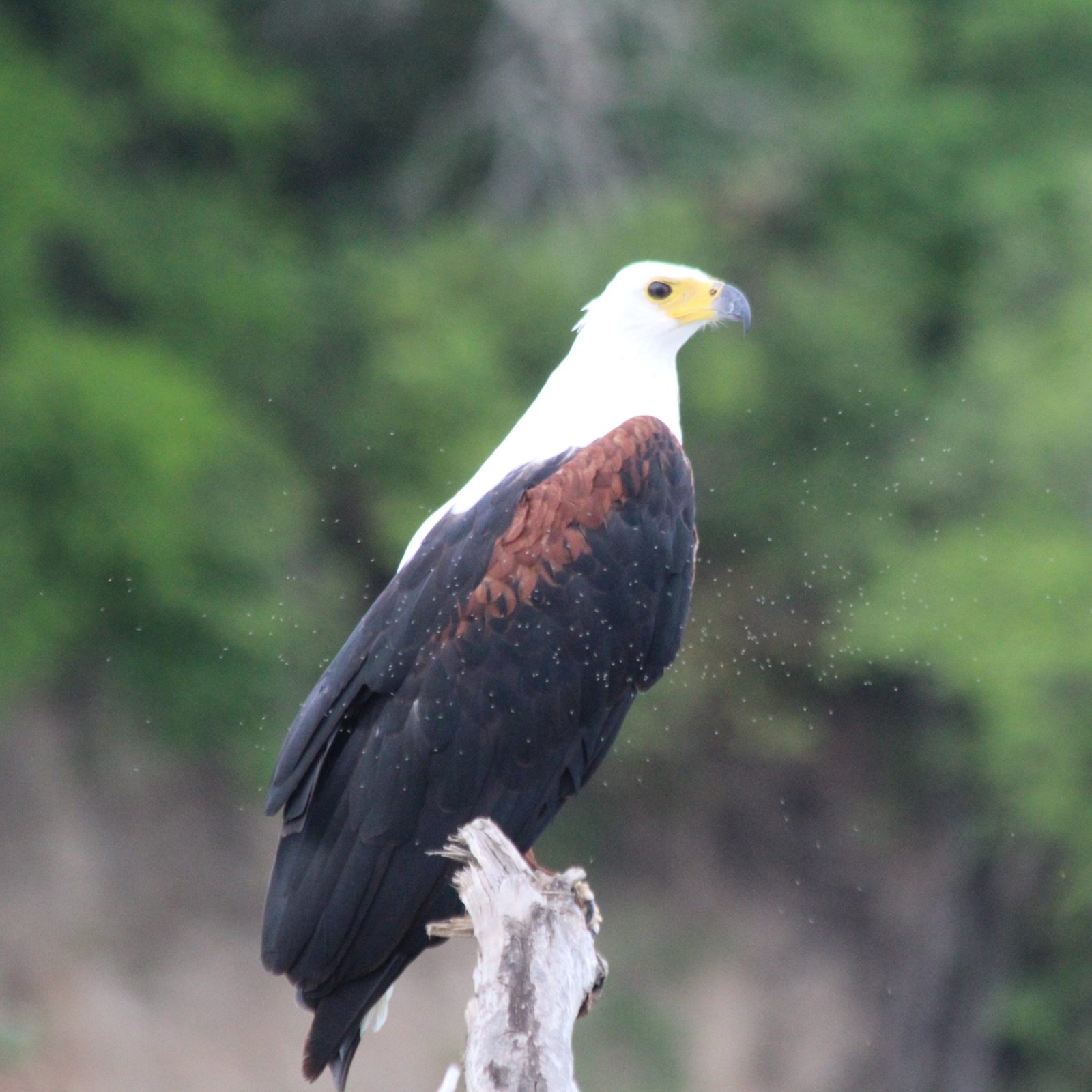 Flight to Nyerere National Park and Game Drive