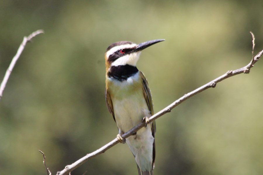 2-Day Private Bird Watching Safari Nyerere National Park