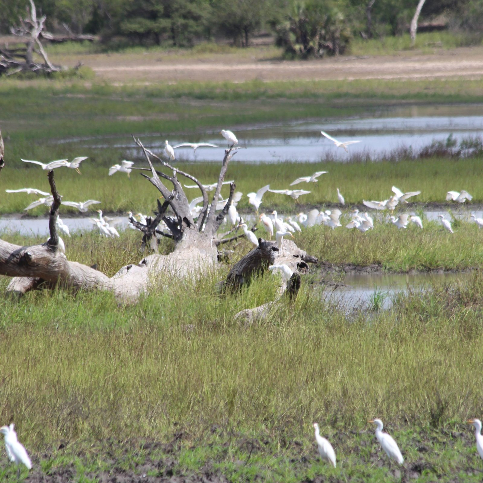 Maasai Culture Tour & Flight to Zanzibar