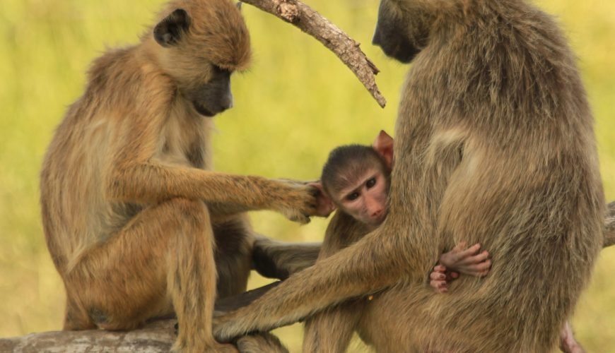 3-Day Flight Package Zanzibar to Nyerere/Selous Private