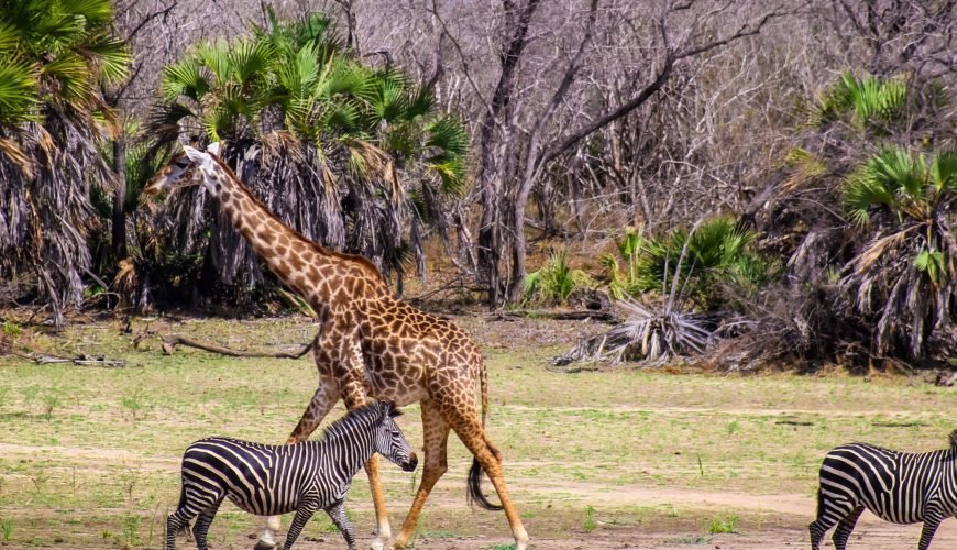 3-Day Amazing Safari From Zanzibar to Selous/Nyerere NP