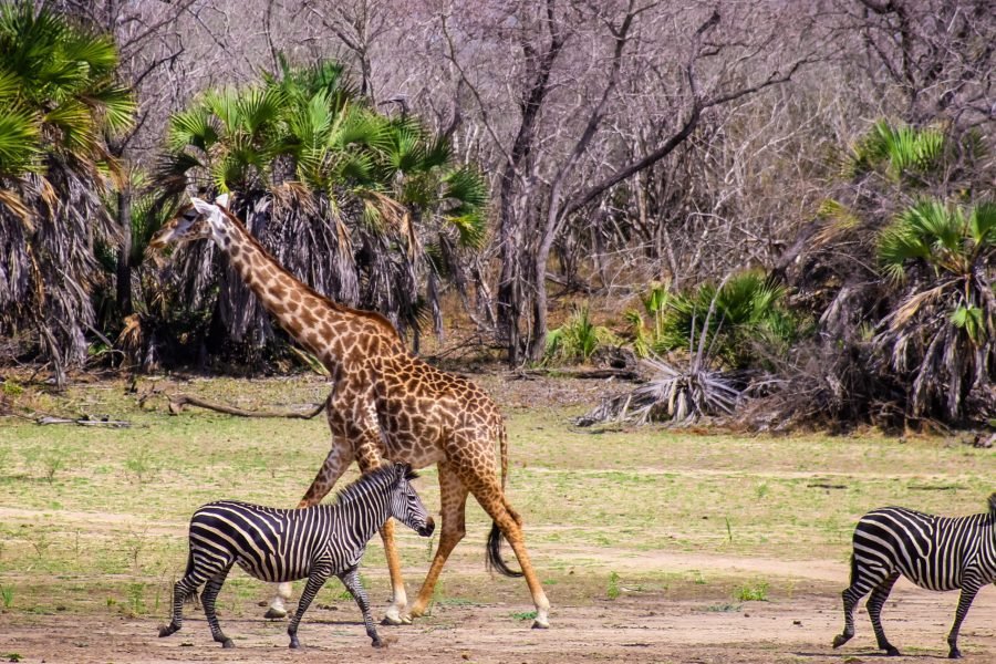 3-Day Amazing Safari From Zanzibar to Selous/Nyerere NP