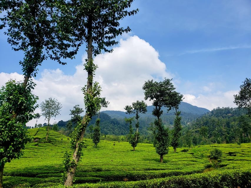 Rancabali Tea Plantation