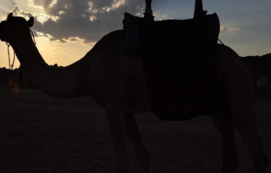 Hurghada Space Observers (Desert Stargazing)