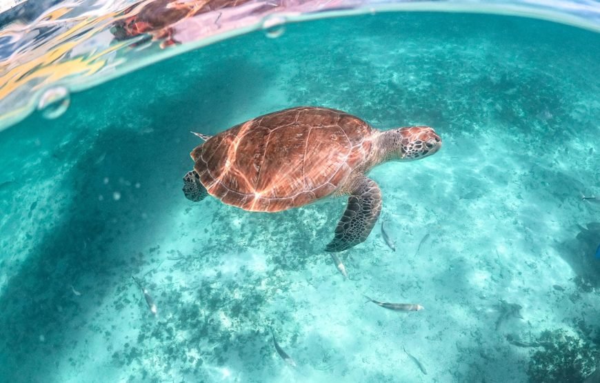 Full Day Tulum Ruins Tour Cenote and Swimming with Sea Turtles