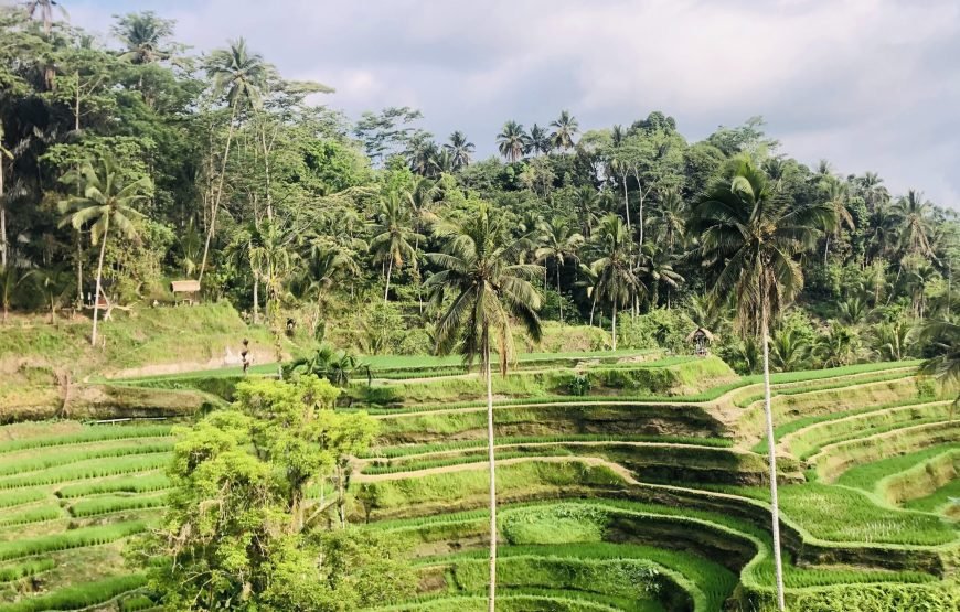 Discover the Magic of Ubud