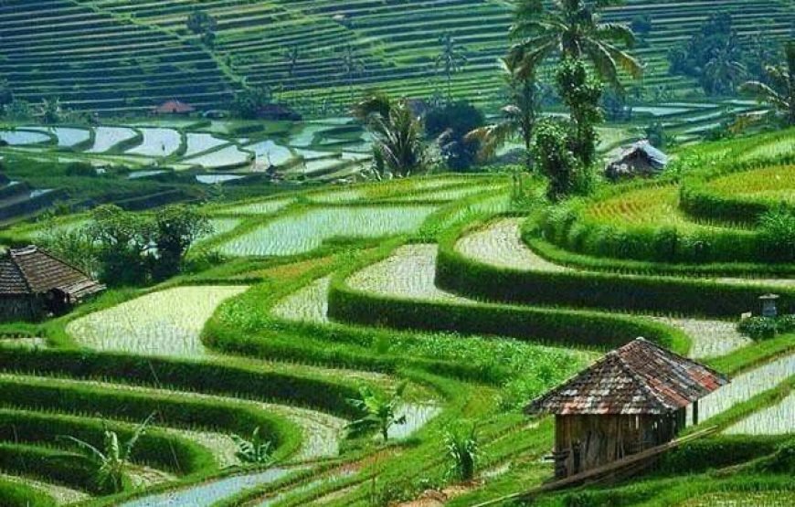 Bali Nature And Historical Tour