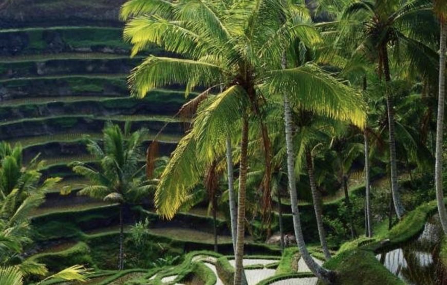 Experience the Enchanting Beauty of Ubud