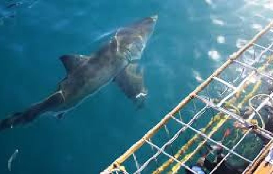 Shark Cage Diving