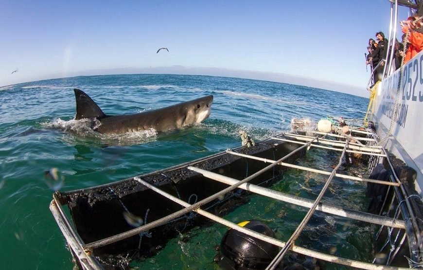 Shark Cage Diving
