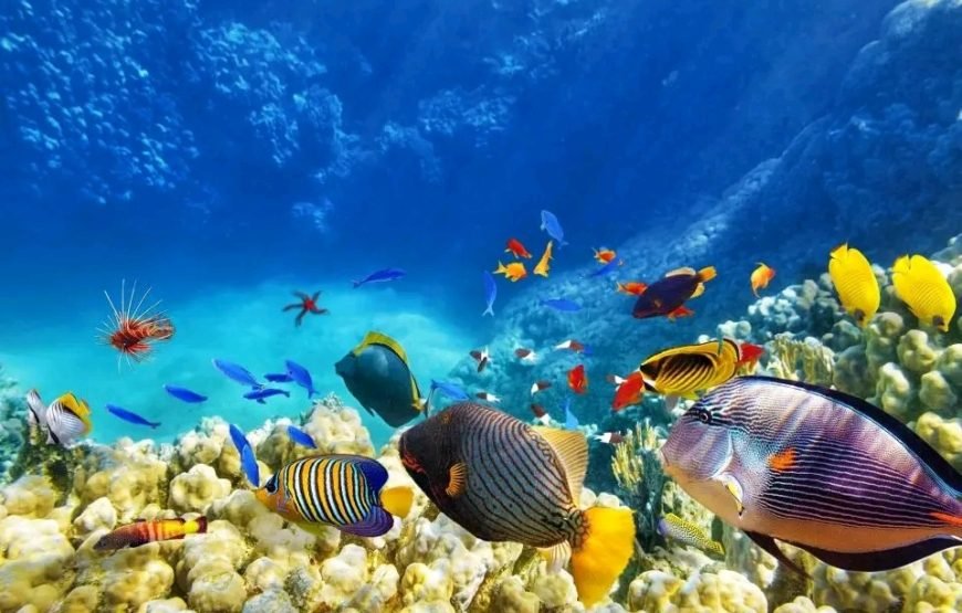 Private Trip to Ras Mohammed National Park