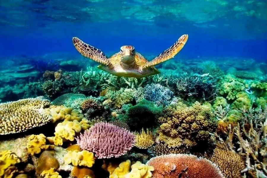 Private Trip to Ras Mohammed National Park
