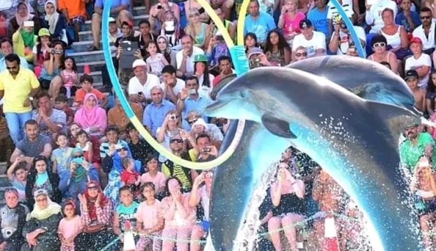 Dolphin Show Sharm El Sheikh