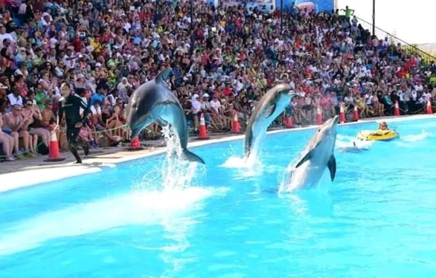 Dolphin Show 🐬🐬