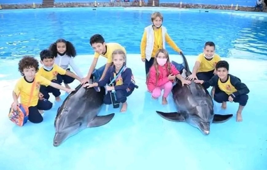 Dolphin Show 🐬🐬