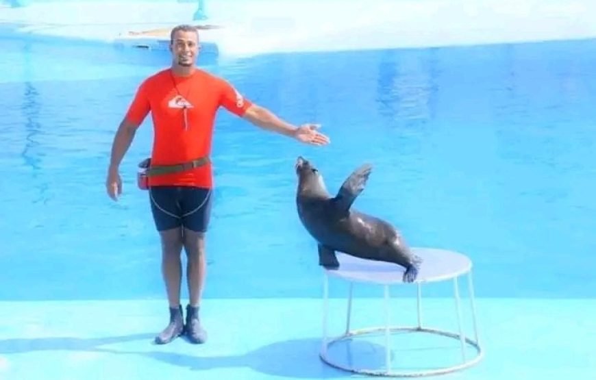 Dolphin Show 🐬🐬