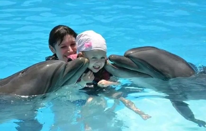 Dolphin Show 🐬🐬