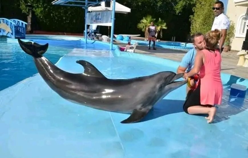 Dolphin Show 🐬🐬