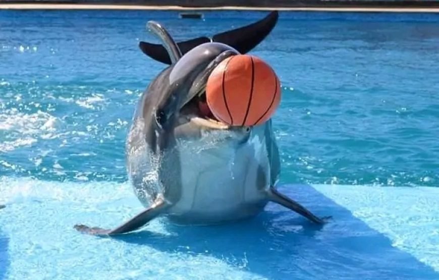 Dolphin Show 🐬🐬