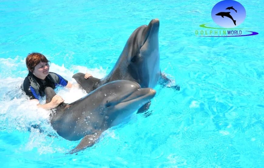 Dolphin Show 🐬🐬