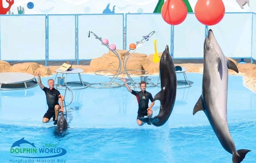 Dolphin Show 🐬🐬