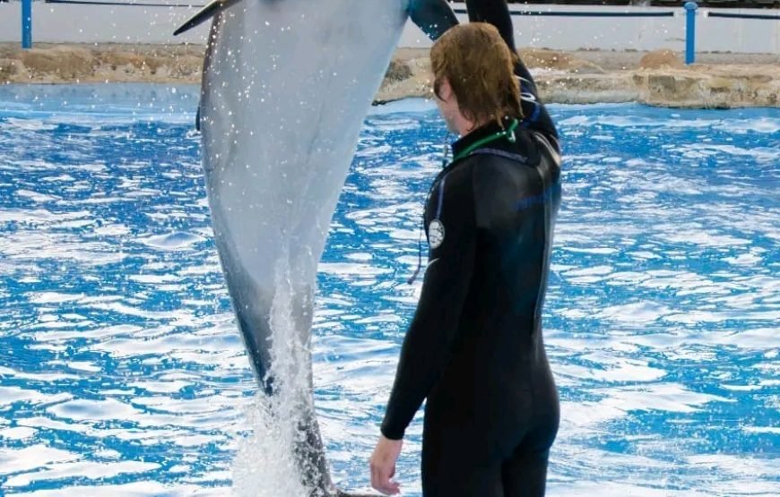 Dolphin Show 🐬🐬